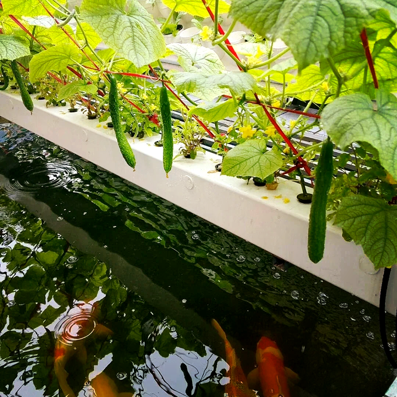 三亚市水培设备鱼菜共生 - 哪里好